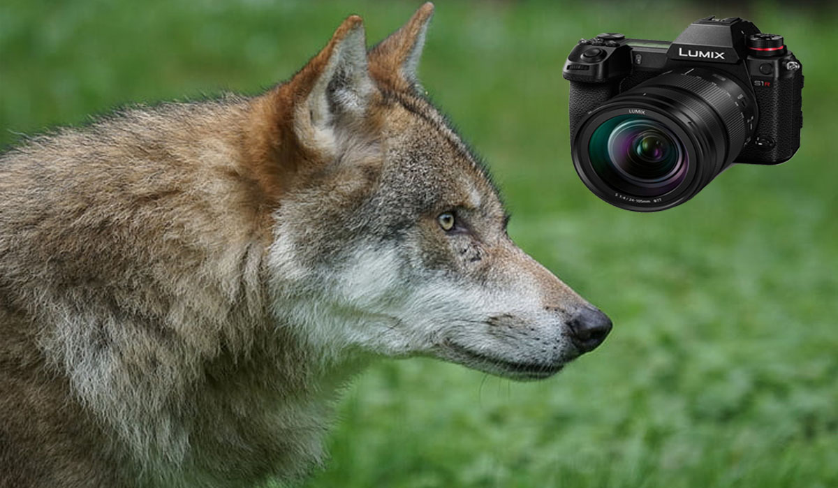 9 Best Mirrorless Cameras for Bird Photography in 2023 Code Exercise