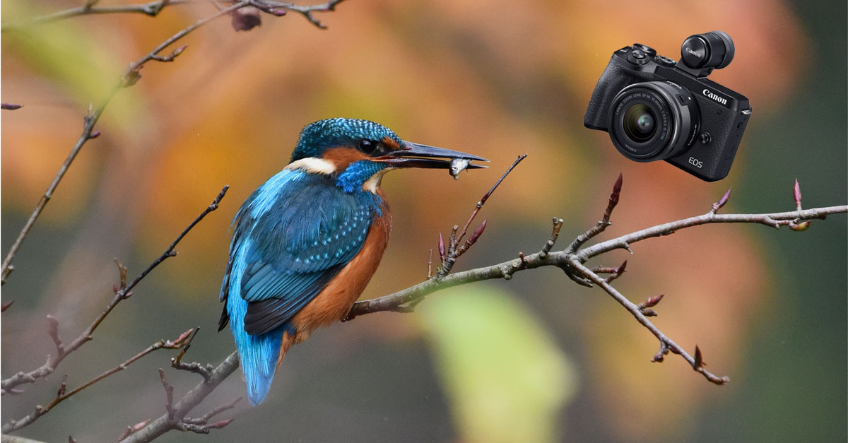 mirrorless camera bird photography